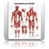 ZZ Human Muscular System Chart