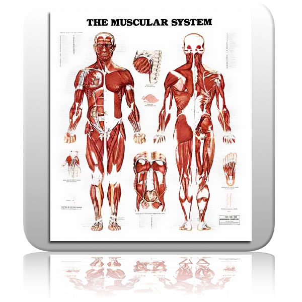 Complete Muscular System